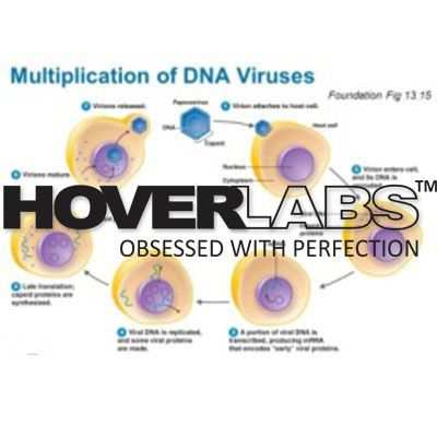 DNA病毒复制模型