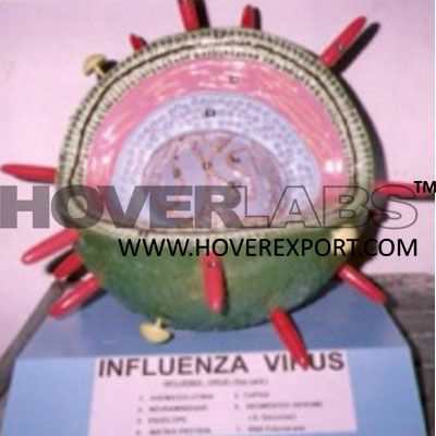 流感病毒模型