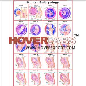 人类胚胎学(早期阶段)
