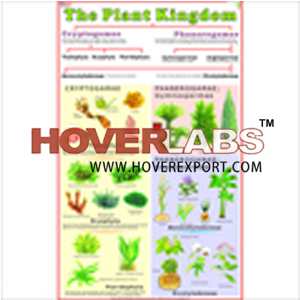 植物分类(植物界)