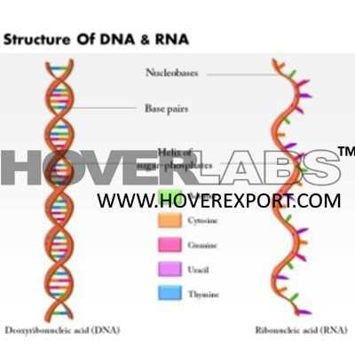 DNA RNA结构模型