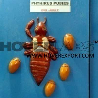 Phthirus Pubies Egg Adult Model