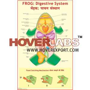 青蛙:消化系统