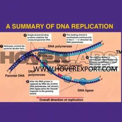 DNA的复制模型