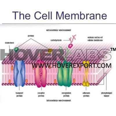细胞膜转运模型