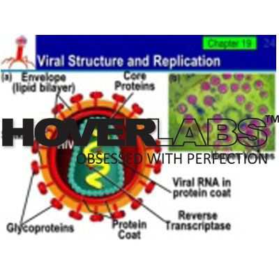 疱疹病毒模型的结构和复制