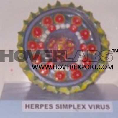 单纯疱疹病毒模型