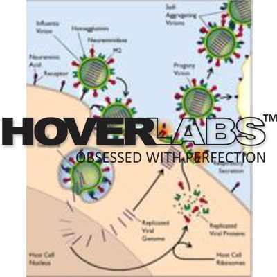 病毒感染对宿主壁模型的影响