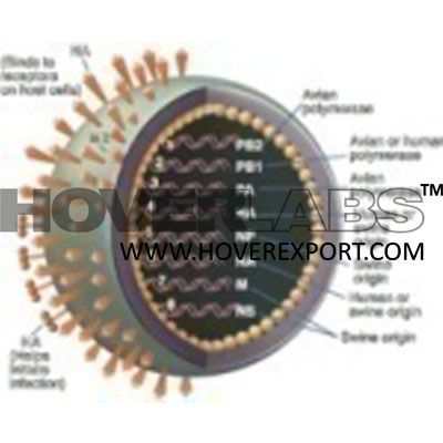 甲型h1n1流感病毒