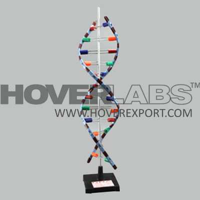 人类DNA结构模型