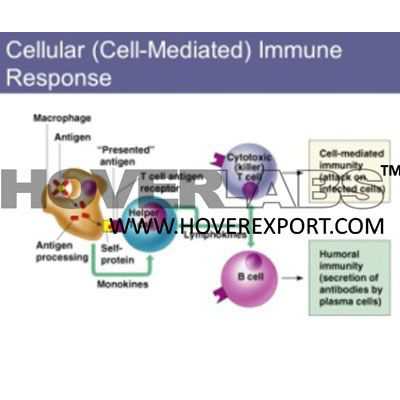 细胞介导的免疫反应模型