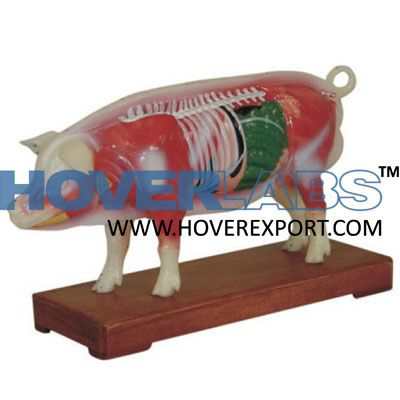 猪针灸模型